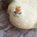 Asiakaskuva Malli Fimo Soft 57g - Valkoinen