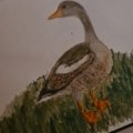 Asiakaskuva Akvarellikyn� Albrecht D�rer - 273 Warm Grey IV