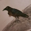 Asiakaskuva Akvarellikyn� Albrecht D�rer - 199 musta