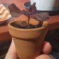 Asiakaskuva Terrakottaruukut 5 cm - 10 kpl