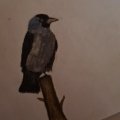 Asiakaskuva Akvarellikyn� Albrecht D�rer - 234 Cold Grey V