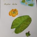 Asiakaskuva Canson XL Aquarelle 300g - A3