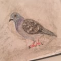 Asiakaskuva Akvarellikyn� Albrecht D�rer - 231 Cold Grey II
