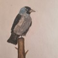 Asiakaskuva Akvarellikyn� Albrecht D�rer - 234 Cold Grey V