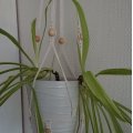 Asiakaskuva Puisia palloja 100 kpl �10 mm