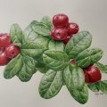 Asiakaskuva V�rikyn� Polychromos - 172 Earth Green