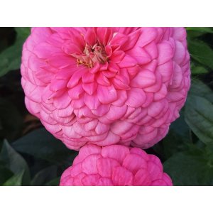 Zinnia - Benary j�ttil�inen kirkkaan vaaleanpunainen