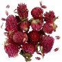 Kuivatut kukat - Puna-apila - 15 g