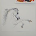 Asiakaskuva Canson Montval 300g hieno gr�ng - 36x48 cm