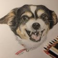 Asiakaskuva V�rikyn� Polychromos - 101 White