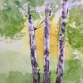 Asiakaskuva Akvarellimaali W&N Cotman Half cup - 109 kadmiuminkeltainen s�vy