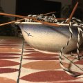 Asiakaskuva Kaksik�rkiset neulat Basix Birch - 20 cm/3,50 mm