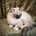 Asiakaskuva Murskattu pehmo - 027 vihre�
