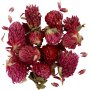 Kuivatut kukat - Puna-apila - 15 g