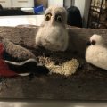 Asiakaskuva Huovutusvilla - kerma 50 g Merinovilla superhieno