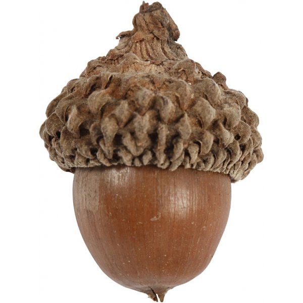 Tammenterhot - 12 kpl Tammenterhot - 12 kpl