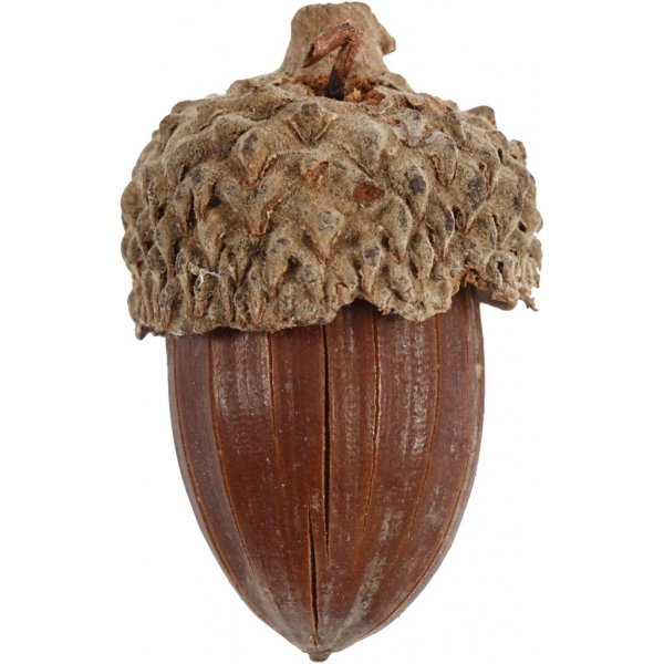 Tammenterhot - 12 kpl Tammenterhot - 12 kpl