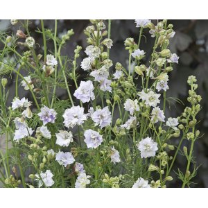 Ritarin kannus - Hienot savusilm�t