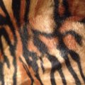 Asiakaskuva Turkisj�ljitelm� Velboa Tiger - 150 cm