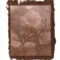 Asiakaskuva Vaahtokumiharja 25 x 55 mm - k�sittelem�t�n
