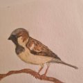 Asiakaskuva Akvarellikyn� Albrecht D�rer - 274 Warm Grey V