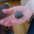 Asiakaskuva Malli Fimo Soft 57g - Musta