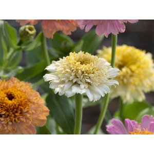 Zinnia - Cresto persikat ja kerma