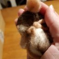 Asiakaskuva Huovutusvilla - Persikka 50 g puhdasta lampaanvillaa