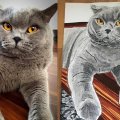 Asiakaskuva Copic Ciao - C-5 - Cool Grey No. 5