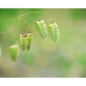 Italialainen hein�ruoho - Briza Maxima