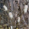 Asiakaskuva Malli Fimo Soft 57g - Persikka