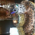 Asiakaskuva Velbour Animal Fur - Leopard
