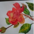 Asiakaskuva Akvarelli akvarellilohko 240 x 320mm
