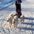 Asiakaskuva Tarranauhalenkit ommeltu 20 mm mustalle 8 m