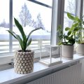 Asiakaskuva Puisia palloja 100 kpl �20 mm