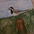 Asiakaskuva Akvarellikyn� Albrecht D�rer - 274 Warm Grey V