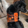 Asiakaskuva Majavan nylon - V�rikoodi: 3 - oranssi - 150 cm