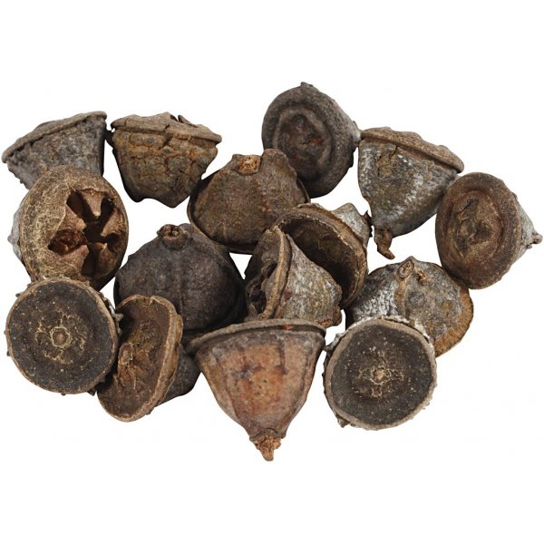 Eukalyptuskäpyjä - 25 g Eukalyptuskäpyjä - 25 g