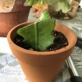 Asiakaskuva Terrakottaruukut 10 cm - 10 kpl