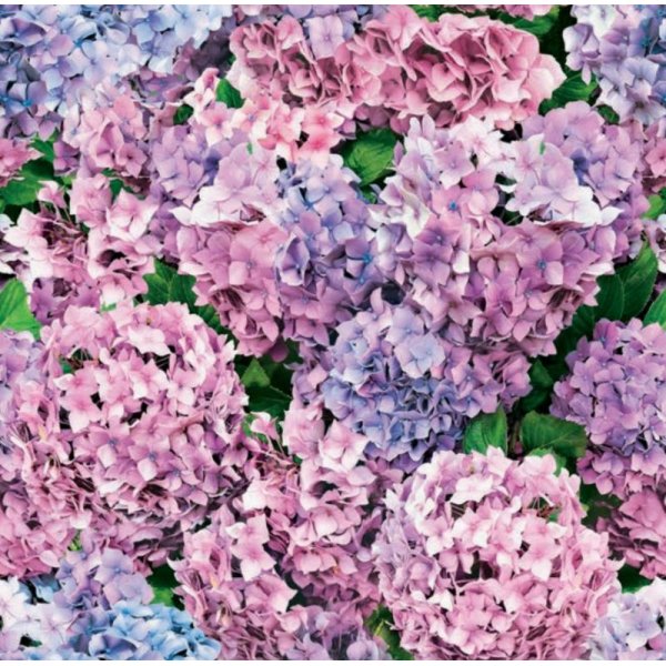 Vahakangas - Hortensia