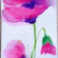 Asiakaskuva Akvarellimaali W&N Cotman Half cup - 502 Permanent rose