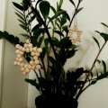Asiakaskuva Puisia palloja 100 kpl �10 mm