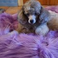 Asiakaskuva Gorilla Fur - vaalea violetti