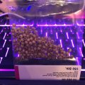 Asiakaskuva Puiset helmet 4 mm - luonnonmukaiset 150 kpl. rei�n halkaisija 1,5 mm