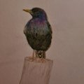 Asiakaskuva Akvarellikyn� Albrecht D�rer - 153 Cobalt Turquoise