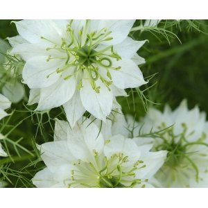 Neito vihre�ss� - Albion Green Pod