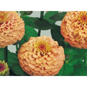 Zinnia - Oklahoman lohi